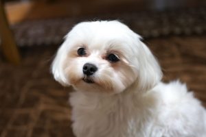 マルチーズ 犬を飼いたい私の調査資料