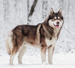 シベリアン ハスキー 犬を飼いたい私の調査資料
