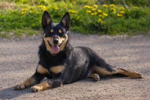 オーストラリアン ケルピー 犬を飼いたい私の調査資料