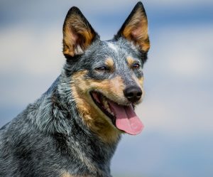 オーストラリアン キャトル ドッグ 犬を飼いたい私の調査資料